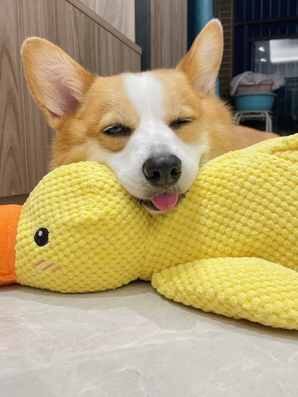 Quack-Quack Duck Dog Toy